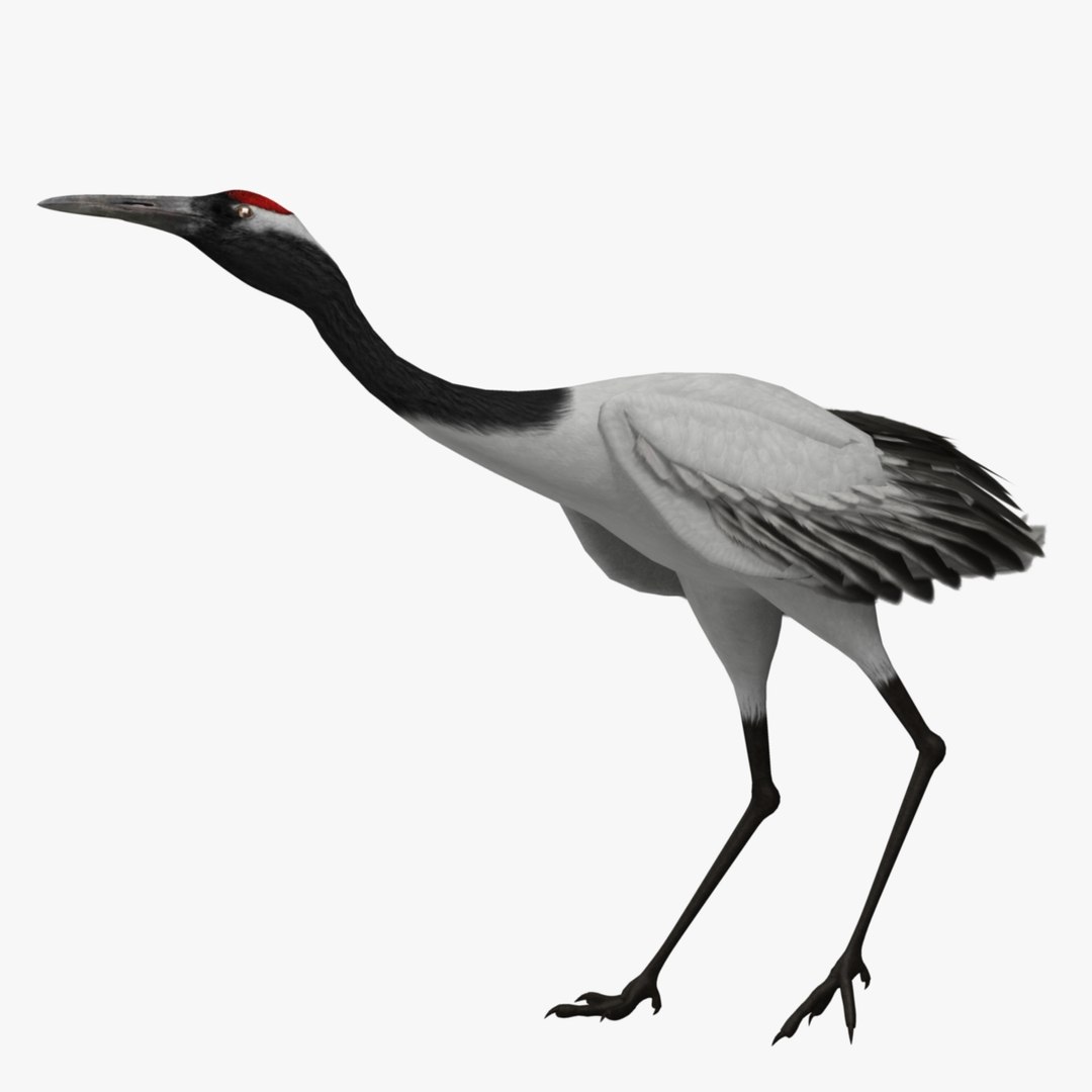 maya grus japonensis red-crowned crane https://p.turbosquid.com/ts-thumb/Cv/IN7DdE/KXPpgPcl/r_07/jpg/1417508833/1920x1080/fit_q87/9c866bb42971657af77cfbd7af2c5897317fbfca/r_07.jpg