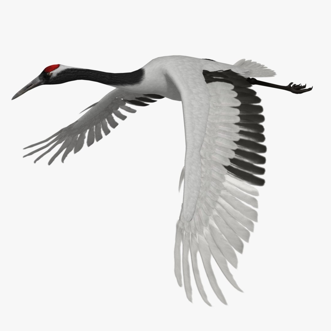 maya grus japonensis red-crowned crane https://p.turbosquid.com/ts-thumb/Cv/IN7DdE/M4qAbTJq/r_04/jpg/1417507747/1920x1080/fit_q87/bc5142e7bb680cce8c714a1681c4ac4ac04e9825/r_04.jpg