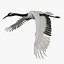 maya grus japonensis red-crowned crane