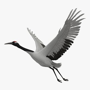 Grus Japonensis 'Red-crowned Crane'