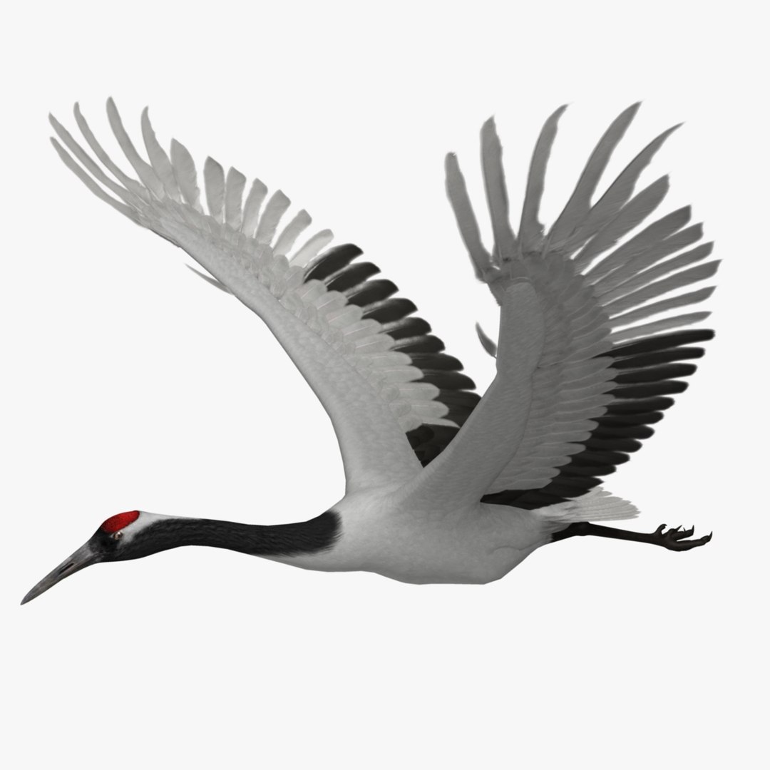 maya grus japonensis red-crowned crane https://p.turbosquid.com/ts-thumb/Cv/IN7DdE/OSk6QB6H/r_03/jpg/1417507747/1920x1080/fit_q87/d9ebed2c718ccd961ddfbd2b135c0f16959d7347/r_03.jpg