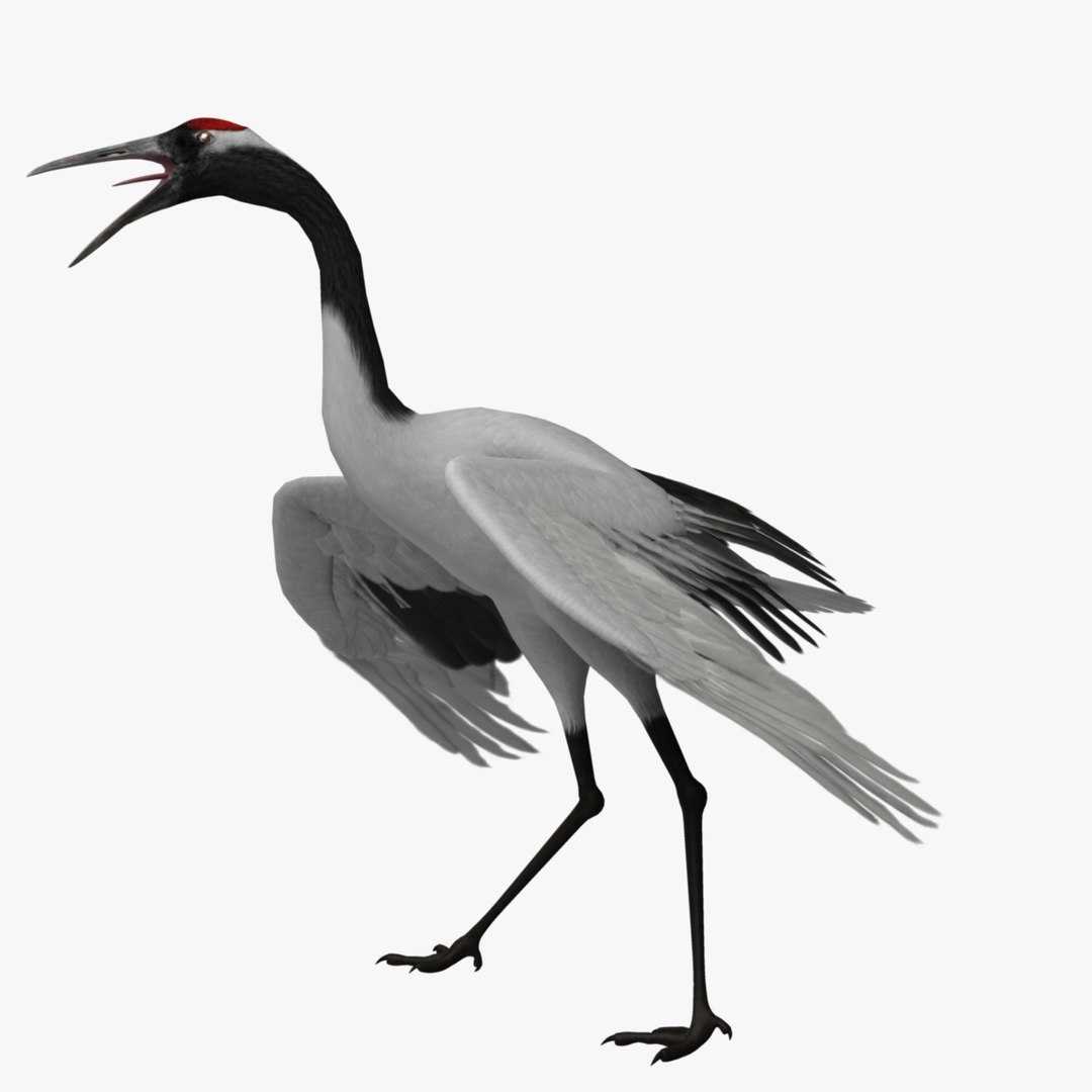 maya grus japonensis red-crowned crane https://p.turbosquid.com/ts-thumb/Cv/IN7DdE/OlXE4fXq/r03/jpg/1417508434/1920x1080/fit_q87/95d5f20c0b0eaec9647a109034d6ead98a808965/r03.jpg