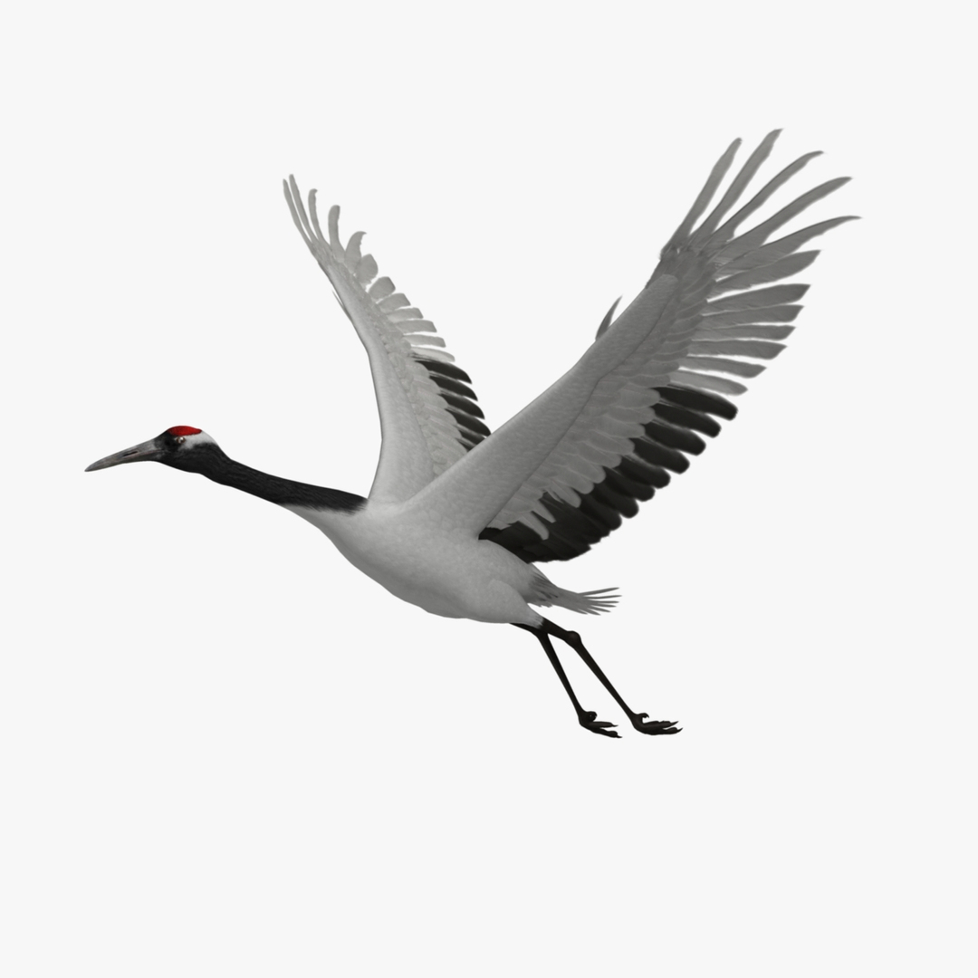 maya grus japonensis red-crowned crane https://p.turbosquid.com/ts-thumb/Cv/IN7DdE/P8LB1vXo/redcrownedcrane_rot1/jpg/1417530199/1920x1080/turn_fit_q99/4f8ce98f0c3d4d09ba6dedc6227c89e496562b28/redcrownedcrane_rot1-1.jpg