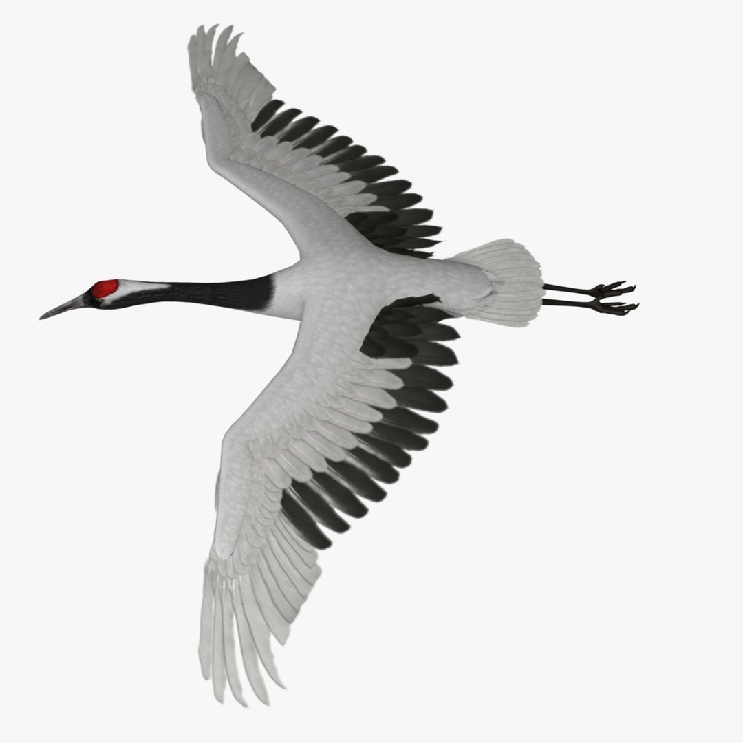 maya grus japonensis red-crowned crane https://p.turbosquid.com/ts-thumb/Cv/IN7DdE/sla8mgqJ/r_01/jpg/1417507747/1920x1080/fit_q87/2f1b1a3188819927c515227c514ec76e026e38ae/r_01.jpg