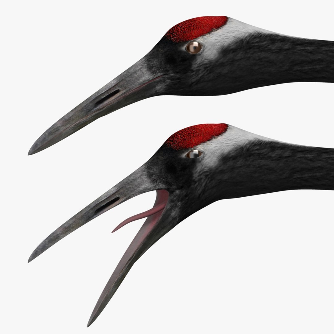 maya grus japonensis red-crowned crane https://p.turbosquid.com/ts-thumb/Cv/IN7DdE/y4l3PdqZ/face/jpg/1417510271/1920x1080/fit_q87/7ab7ad1a6f6bcb77914dd8264374d1bd87f75bff/face.jpg