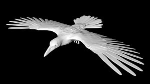 3D raven bird crow