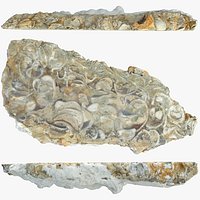 Chalcedony metasomatite with bivalve molluscs