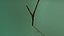 branch