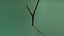 branch
