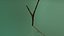 branch