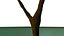 branch