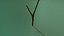 branch