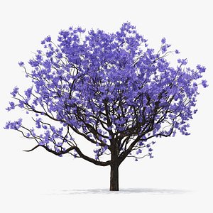 blooming jacaranda tree leaves 3D model