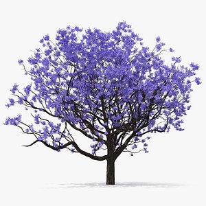 Blooming Jacaranda Tree without Leaves