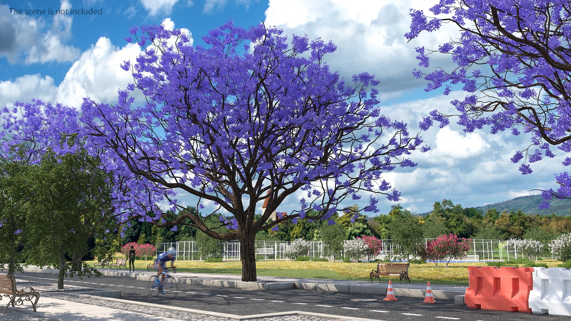 Blooming Jacaranda Tree without Leaves 3D model preview