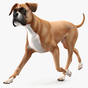 Running Dog Boxer 3D model