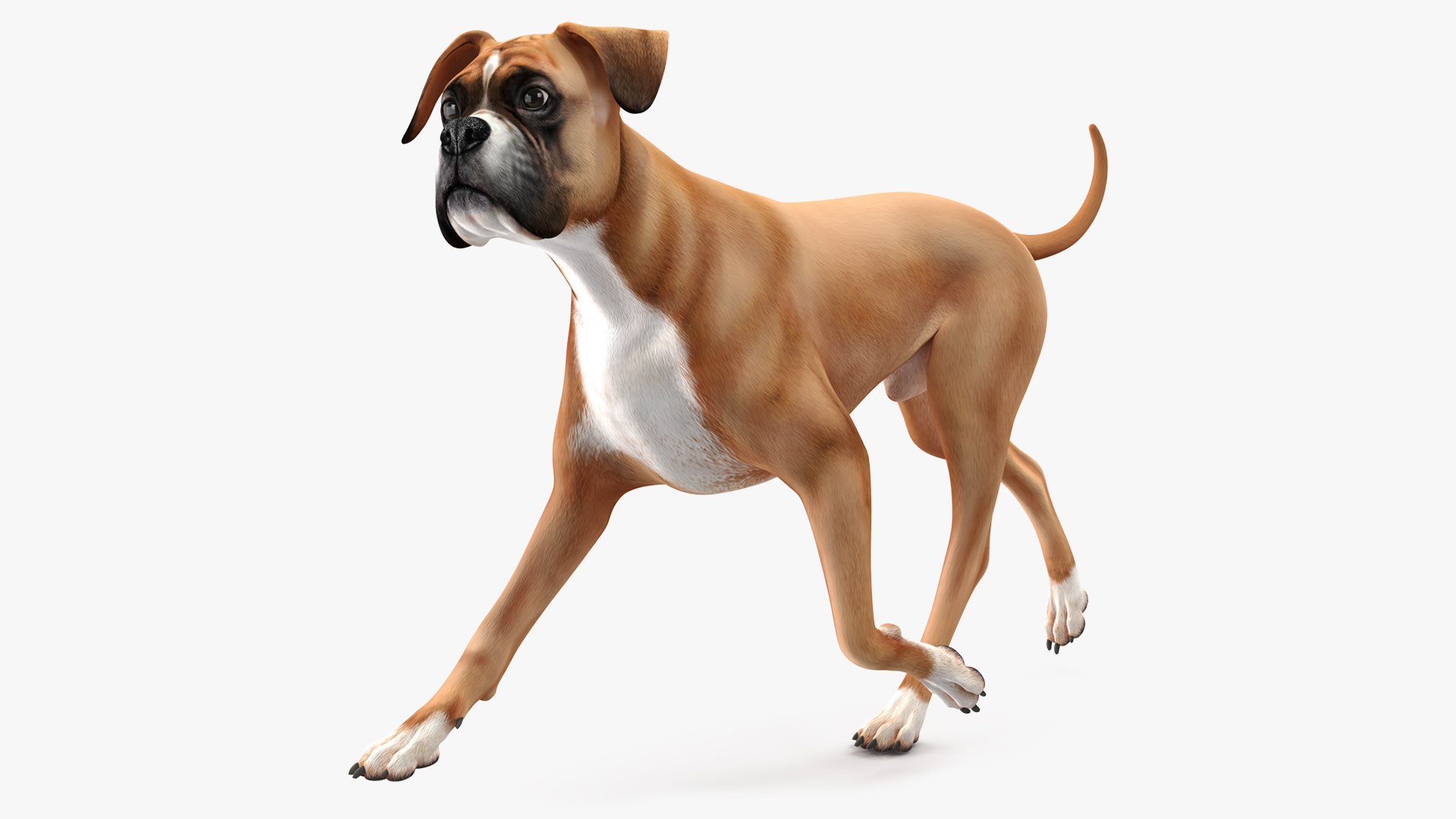 Running Dog Boxer 3D model preview
