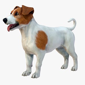 Dog  - Jack Russell Terrier 3D model