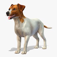 Dog  - Jack Russell Terrier