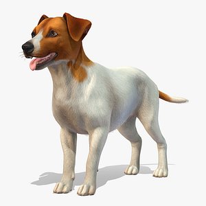 Dog - Jack Russell Terrier