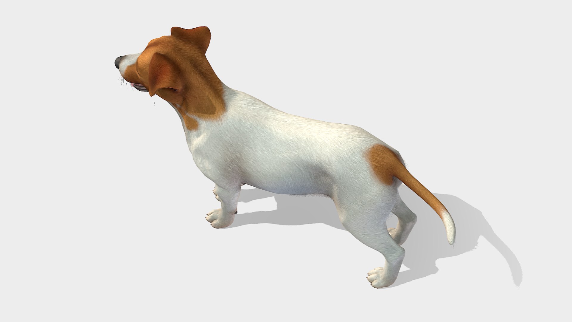 Dog  - Jack Russell Terrier 3D model https://p.turbosquid.com/ts-thumb/Cv/lVL8rN/dL/5/png/1706546725/1920x1080/fit_q87/a0c34bfda1f73495ad9f5fc510b18fab67d10a58/5.jpg