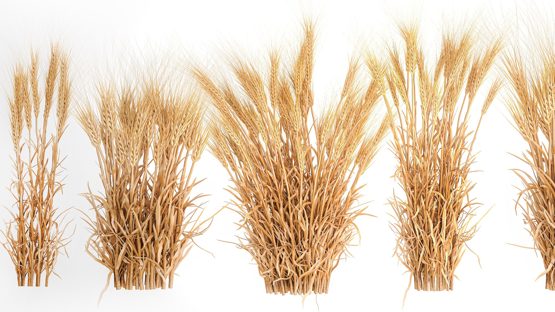 Bushes of dry ears of wheat for landscape design 1207 3D https://p.turbosquid.com/ts-thumb/Cv/ojWfMY/6N/1wheatbush202304/jpg/1677323346/1920x1080/fit_q87/26304bf2cdfa275bb50b4622ace62ed5f07cdf3f/1wheatbush202304.jpg