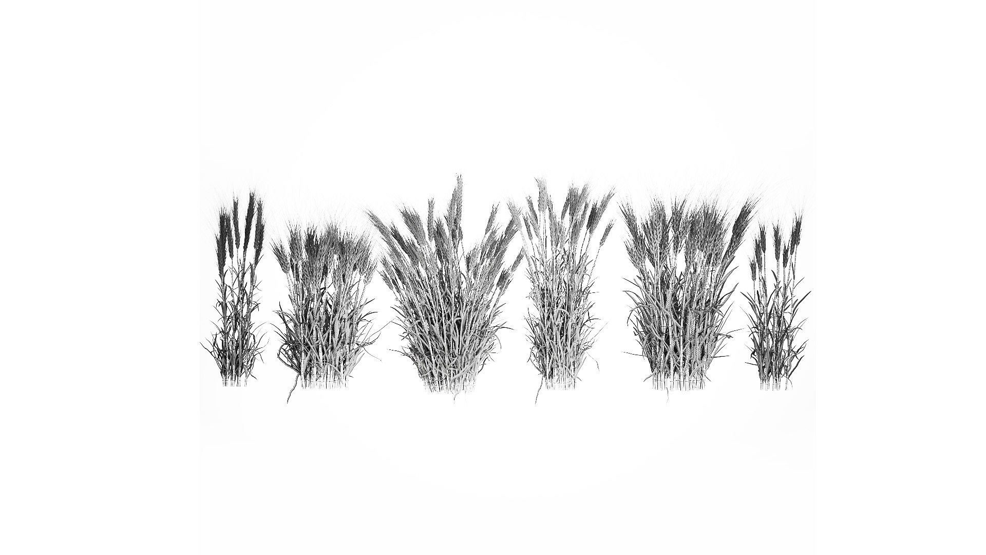 Bushes of dry ears of wheat for landscape design 1207 3D https://p.turbosquid.com/ts-thumb/Cv/ojWfMY/7r/1wheatbush202309/jpg/1677323350/1920x1080/fit_q87/9d0ccff38fe1fe8db67df35e5355aa800337c5ed/1wheatbush202309.jpg