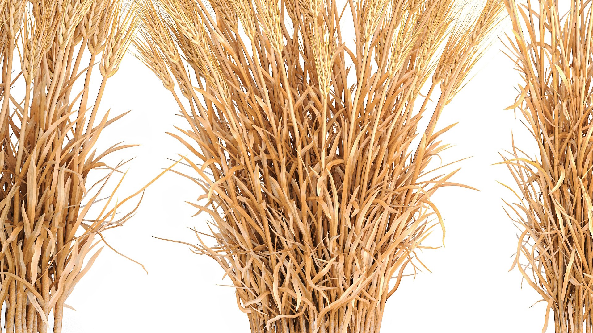 Bushes of dry ears of wheat for landscape design 1207 3D https://p.turbosquid.com/ts-thumb/Cv/ojWfMY/Qy/1wheatbush202306/jpg/1677323347/1920x1080/fit_q87/77c8fd8cbc386b5a651bd48fe5e7da48f7ed21e5/1wheatbush202306.jpg