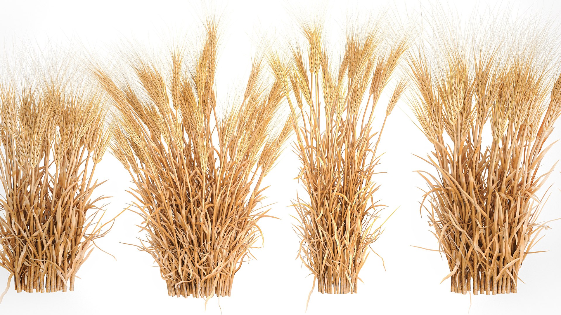 Bushes of dry ears of wheat for landscape design 1207 3D https://p.turbosquid.com/ts-thumb/Cv/ojWfMY/gx/1wheatbush202305/jpg/1677323345/1920x1080/fit_q87/f7956369ae55740dce900c283c4b90ff0c60c01a/1wheatbush202305.jpg