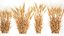 Bushes of dry ears of wheat for landscape design 1207