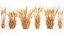 Bushes of dry ears of wheat for landscape design 1207