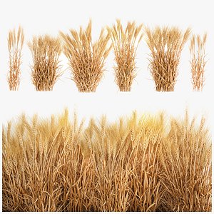 Bushes of dry ears of wheat for landscape design 1207