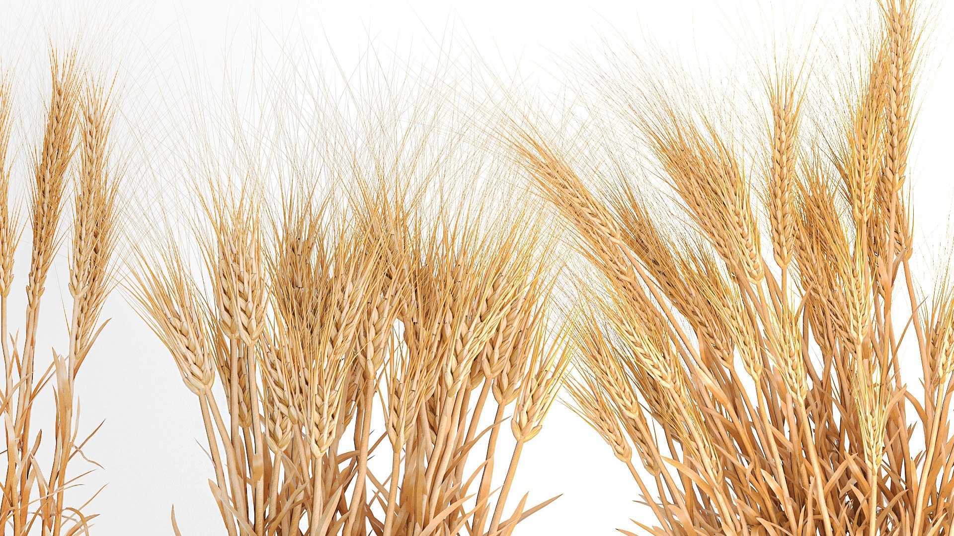 Bushes of dry ears of wheat for landscape design 1207 3D https://p.turbosquid.com/ts-thumb/Cv/ojWfMY/zo/1wheatbush202308/jpg/1677323349/1920x1080/fit_q87/50ce860dd7b1ebfe240b79d6e306db42c71a01c2/1wheatbush202308.jpg