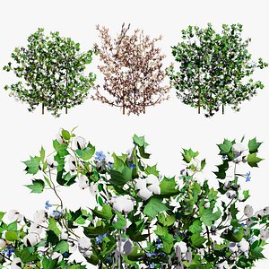 Realistic Cotton Plant