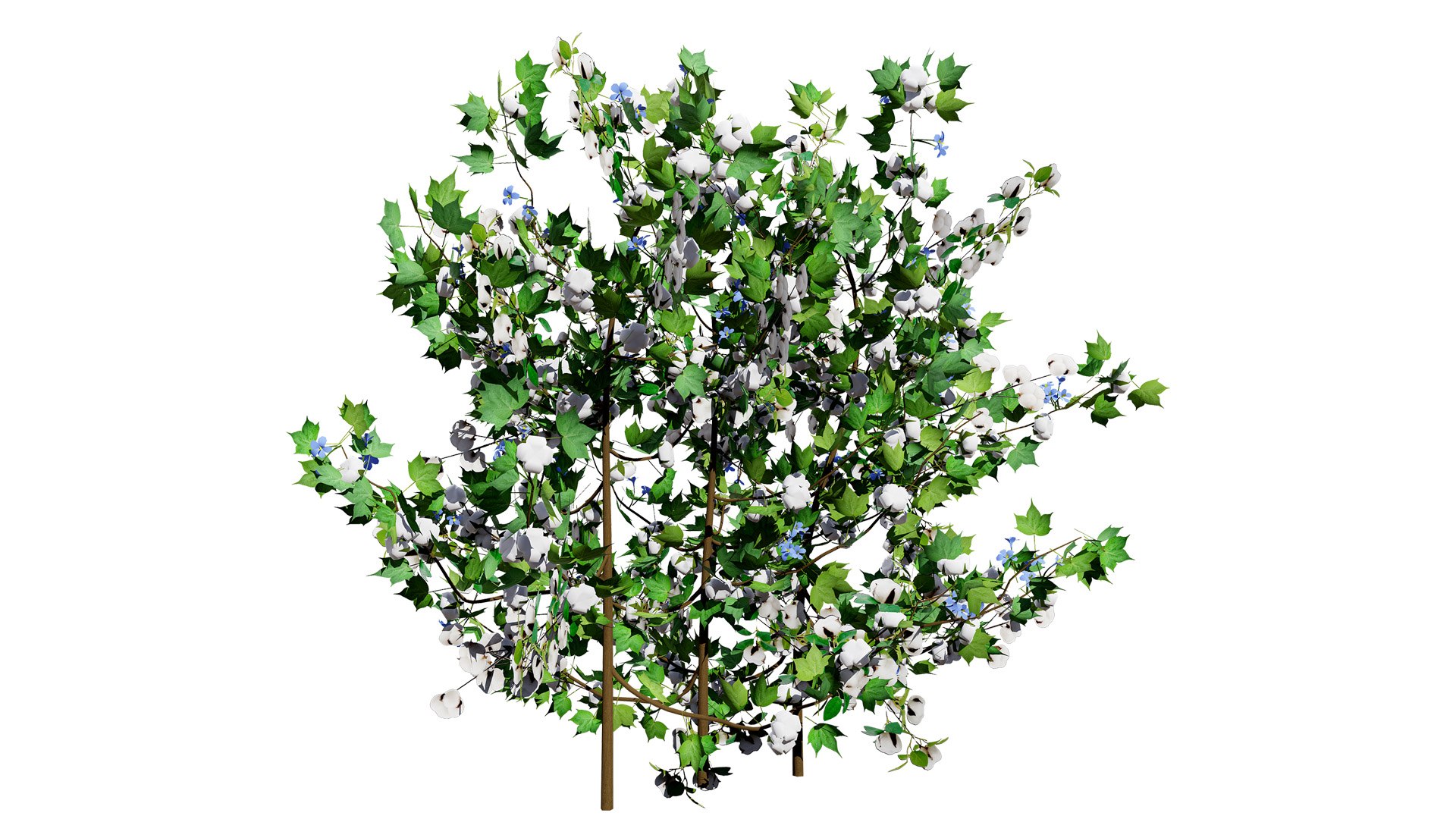 3D Realistic Cotton Plant model https://p.turbosquid.com/ts-thumb/Cw/3S1896/IG/0012zl/jpg/1734472841/1920x1080/fit_q87/be6cc55559569e6709800aa30185b5a2f8510b91/0012zl.jpg