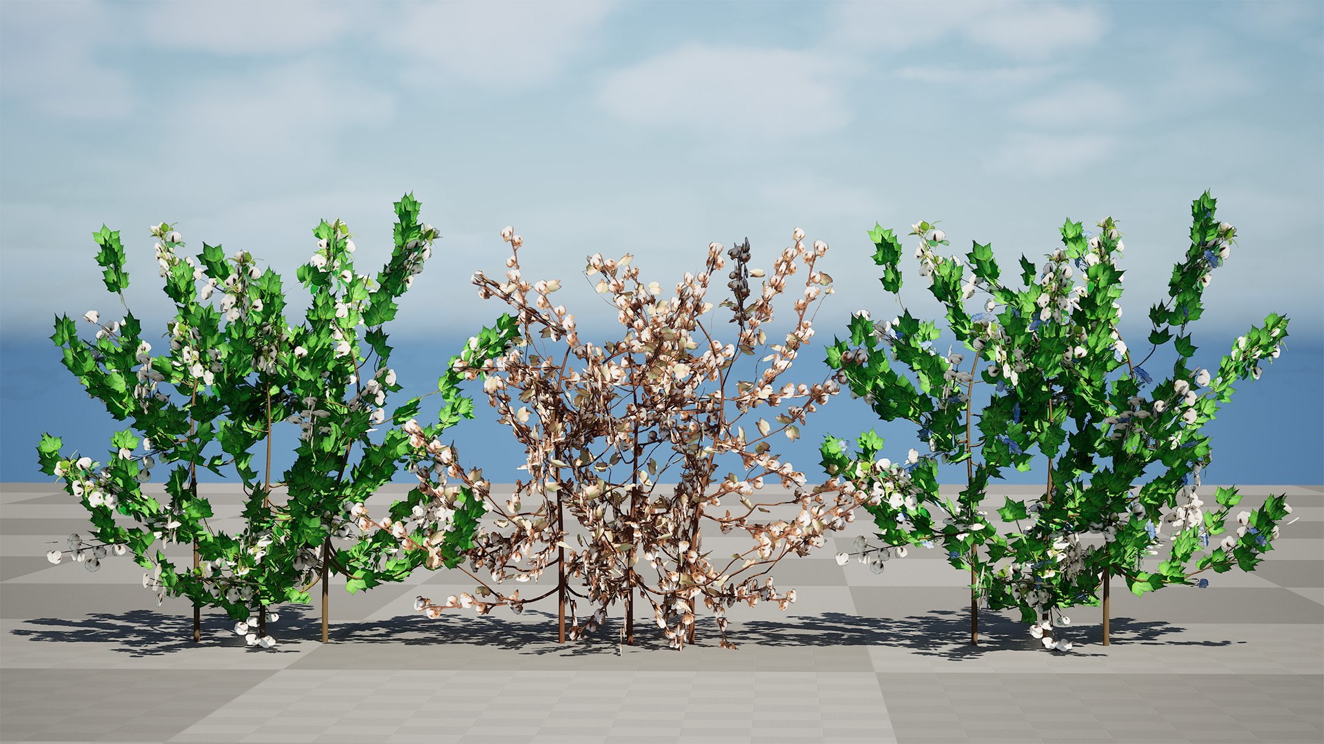 3D Realistic Cotton Plant model https://p.turbosquid.com/ts-thumb/Cw/3S1896/oz/hartcover022/jpg/1734472845/1920x1080/fit_q87/ed52ee7c7f9d4ed9e7433bb50547198f3e665625/hartcover022.jpg