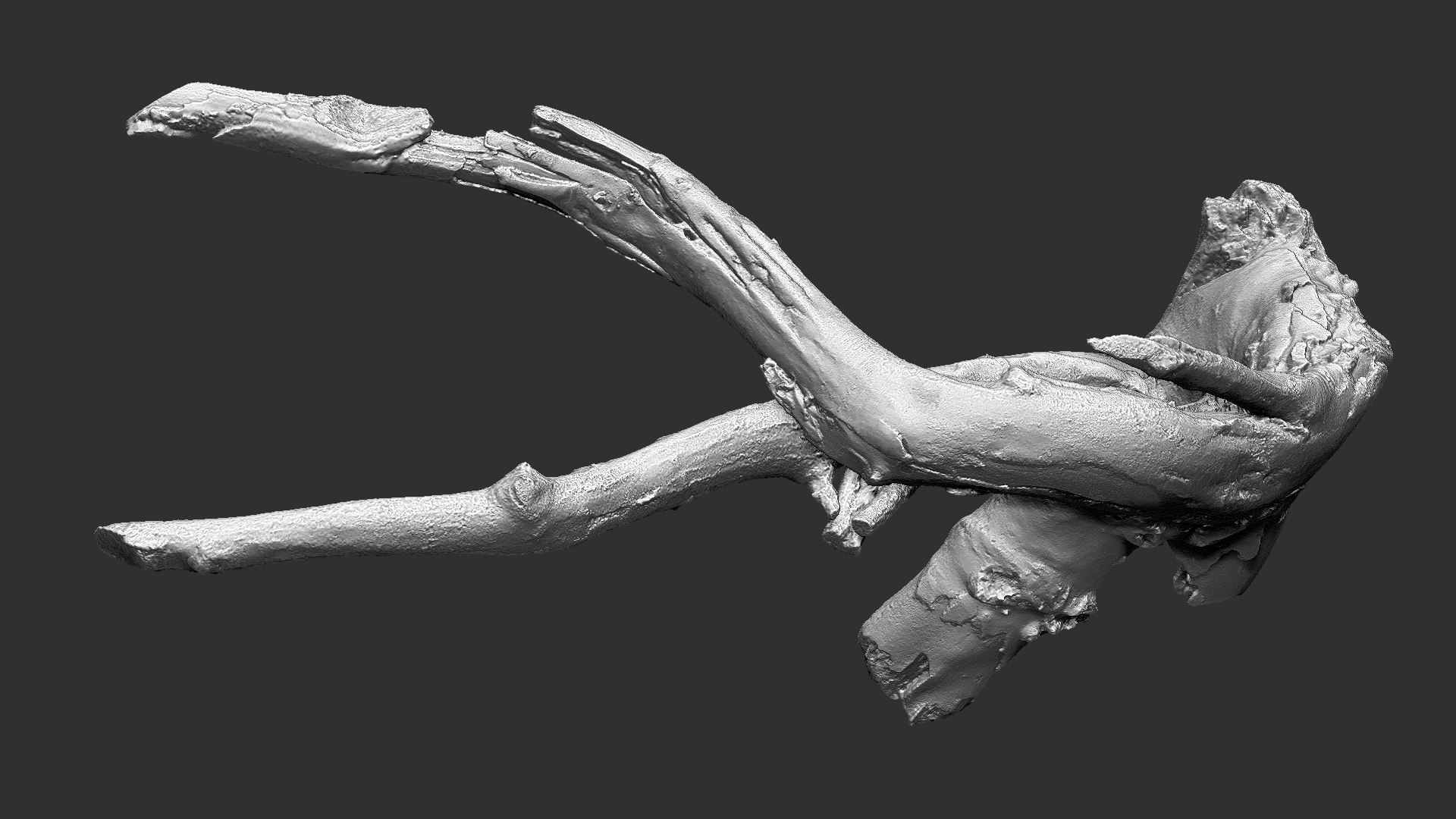 Tree Root 3D Scan In Highpoly 3D - TurboSquid 2224465