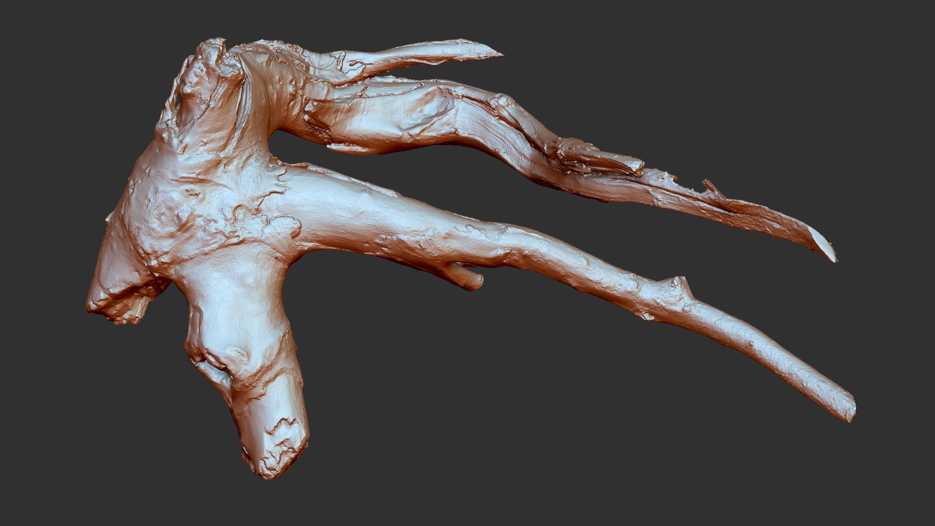 Tree Root 3D Scan In Highpoly 3D - TurboSquid 2224465