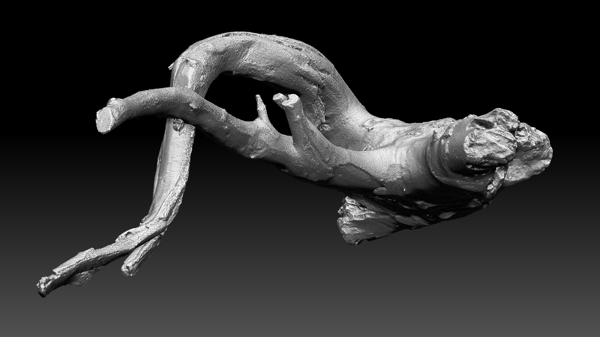 Tree Root 3D Scan In Highpoly 3D - TurboSquid 2224465