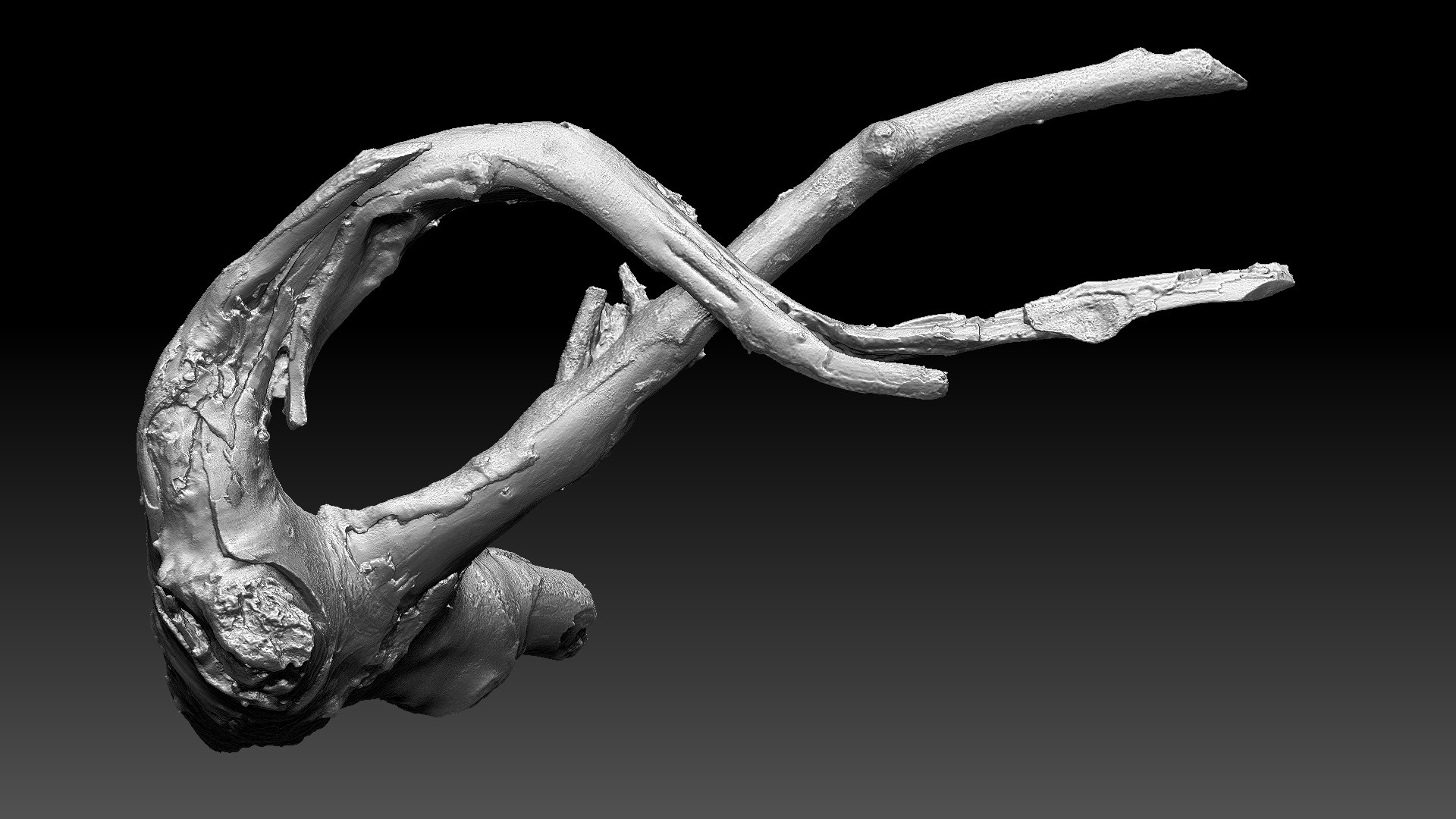 Tree Root 3D Scan In Highpoly 3D - TurboSquid 2224465