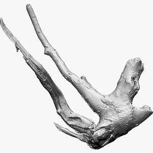 Tree root 3D Scan in highpoly 3D