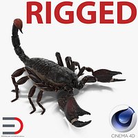 Black Scorpion Rigged for Cinema 4D