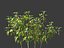 Capsicum annuum – papryka