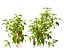 Capsicum annuum – papryka