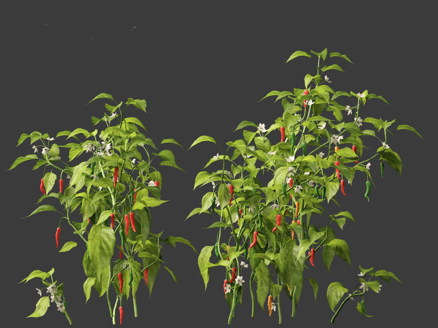 3D Capsicum annuum - Bell pepper https://p.turbosquid.com/ts-thumb/Cw/RlIh3V/2Q/capsicumannuum0110/jpg/1697640925/1920x1080/fit_q87/559bfd1e5761f116bee2e3a3e8a961c829e88982/capsicumannuum0110.jpg