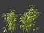 Capsicum annuum – papryka