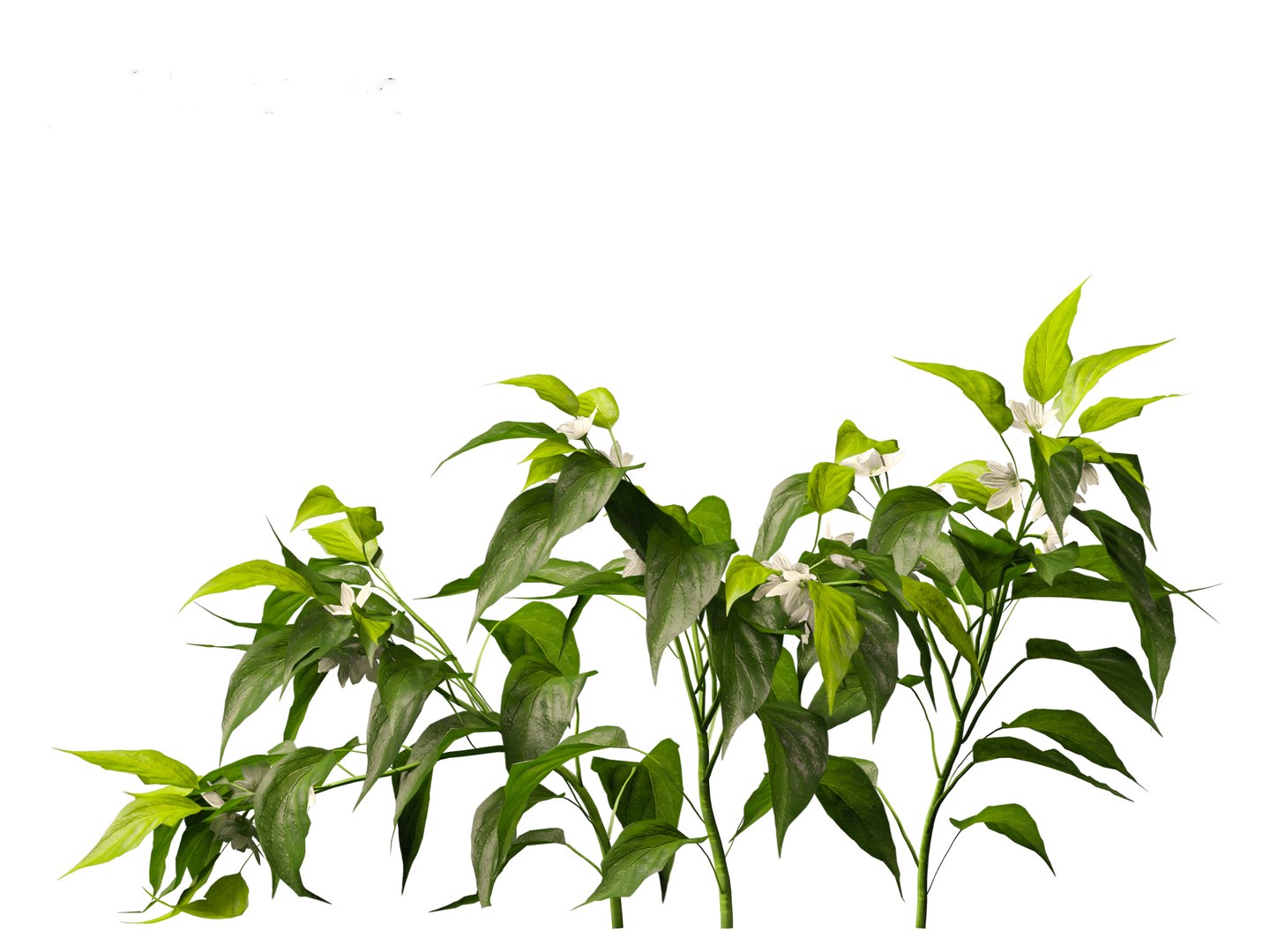 3D Capsicum annuum - Bell pepper https://p.turbosquid.com/ts-thumb/Cw/RlIh3V/C6/capsicumannuum0115/jpg/1697640932/1920x1080/fit_q87/1440a3cc5769e4f8111727c987707cd3b8ad3bcc/capsicumannuum0115.jpg