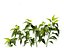 Capsicum annuum – papryka