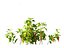 Capsicum annuum – papryka