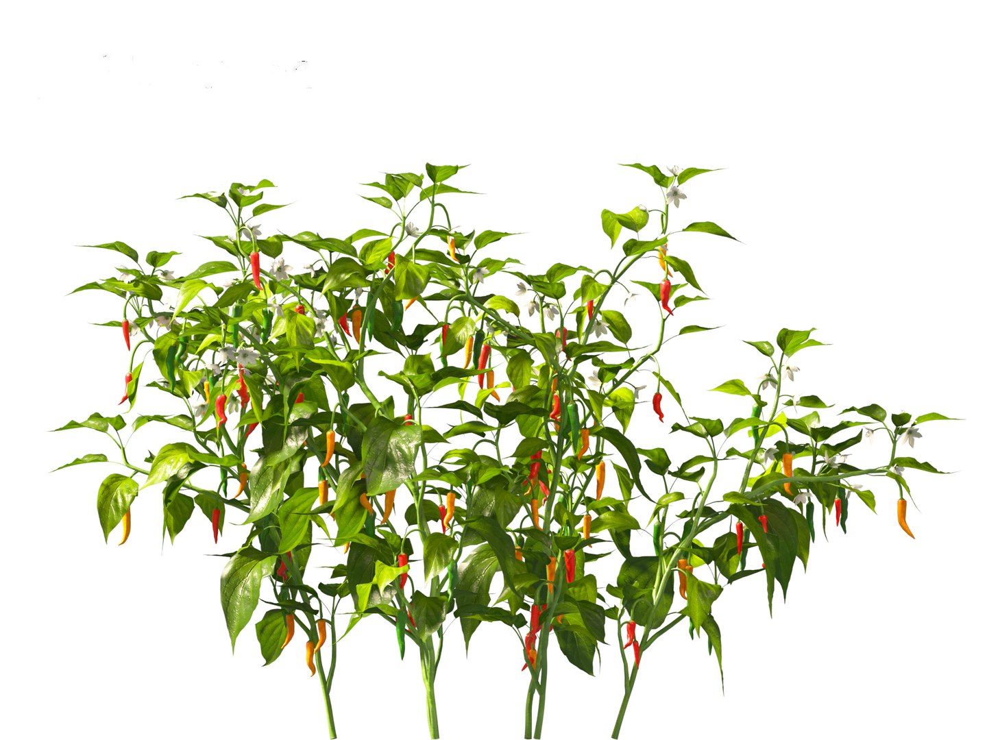 3D Capsicum annuum - Bell pepper https://p.turbosquid.com/ts-thumb/Cw/RlIh3V/Gr/capsicumannuum0116/jpg/1697640934/1920x1080/fit_q87/91c1d15785de802be04cc417d1275808db756e42/capsicumannuum0116.jpg